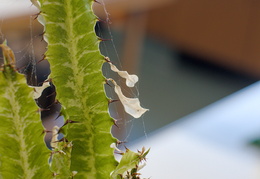 TP d'écologie